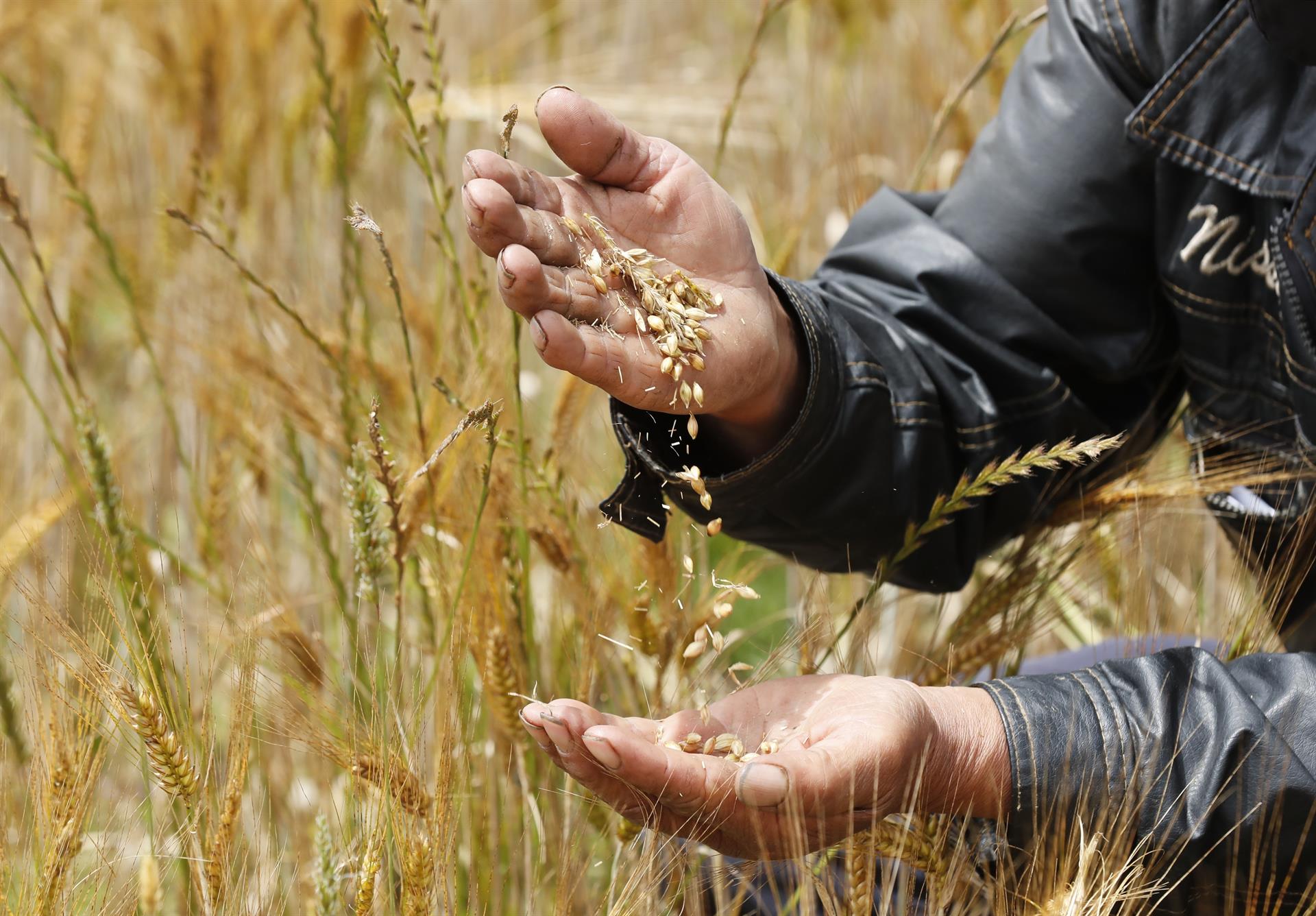 Seguridad alimentaria