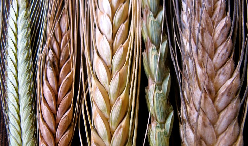 Molinería y relacionados